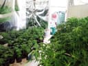 ACT seize over 200 cannabis plants worth $500,000 in Dunlop