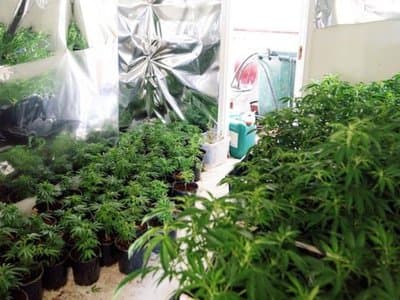 ACT seize over 200 cannabis plants worth $500,000 in Dunlop