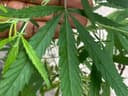 Adelaide man caught with cannabis garden after police investigate why he was stabbed