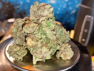 Alice Springs father convicted after cultivating 24 cannabis plants for medical use