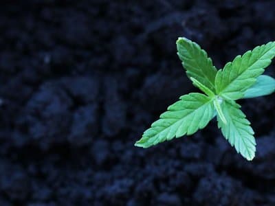 Any Australian politician against changing our approach to cannabis is not fit for parliament