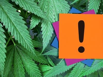 Attention NSW residents: Legalise Cannabis NSW needs you NOW