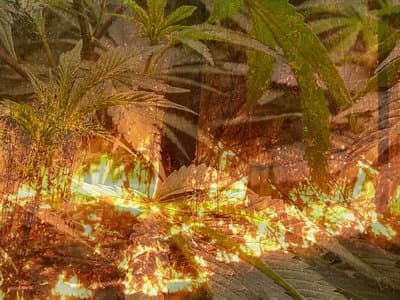 Australian Federal Police light up 2.2 tonnes of cannabis in 2021