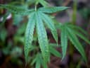 Best buds avoid jail over cannabis business