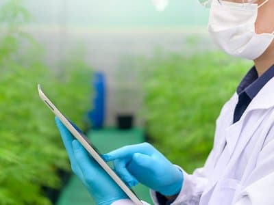 Canadian company seeking participants in Adelaide for medical cannabis and chronic pain study