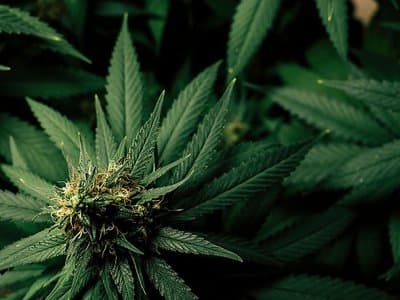 "Cannabis use hasn't changed" following recreational legalisation in the ACT
