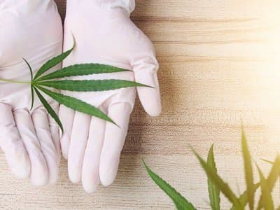 Cannaponics to build a 160-acre medical cannabis production facility in Western Australia