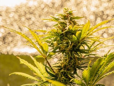 Case involving alleged cannabis kingpin and cyber phones heard in NT court