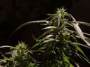Chronic pain sufferer avoids prison after cultivating cannabis on his property
