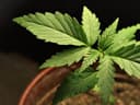 TGA Admits Major Safety Failures in Australian Medical Cannabis System