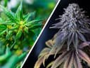 "Fine food, wine, and weed from our clean green environment" SA Greens bid for legalisation