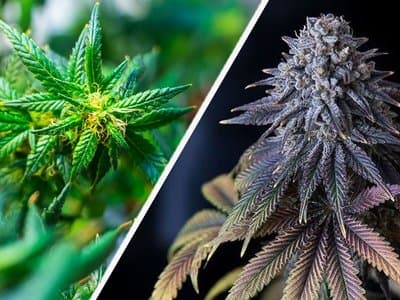 "Fine food, wine, and weed from our clean green environment" SA Greens bid for legalisation