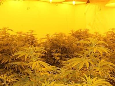 Four Illegal ACT Grow Houses Uncovered