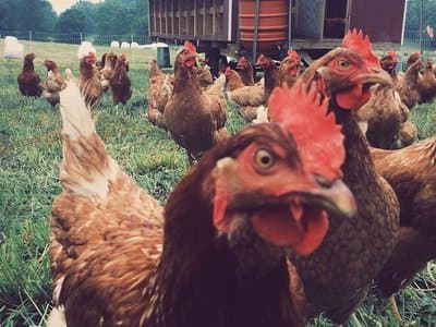 From chicken to cannabis: Aussie farmers get creative