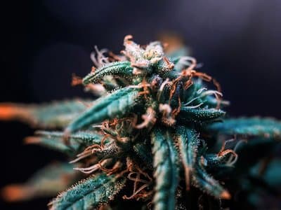 Digging to growing: Gina Rinehart invests $15 million in WA cannabis company Little Green Pharma