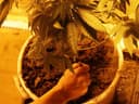 Green Grampians: Victoria police seize 200+ cannabis plants from Horsham grow houses