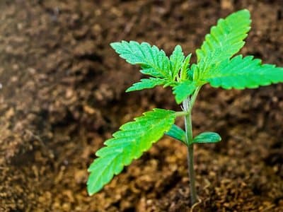 Hemp Farming Now Legal in Northern Territory