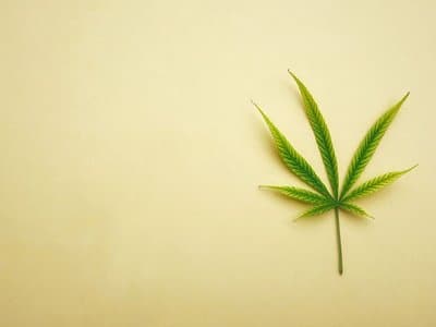 Hemp seed research receives $500k+ in funding from Australian Research Council