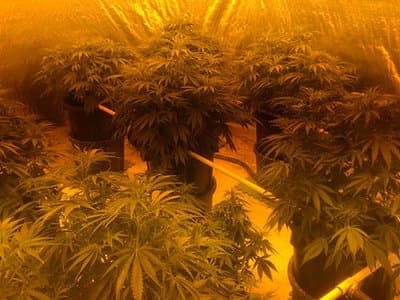 Illegal Growhouses Still Operation in ACT