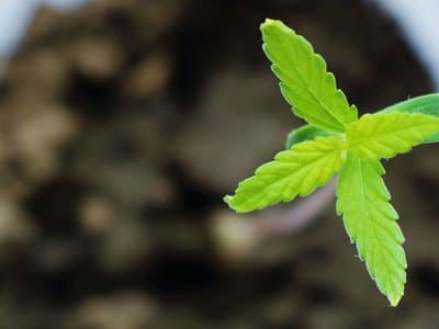 Inside Catalyst: Honahlee's new cannabis medicine database