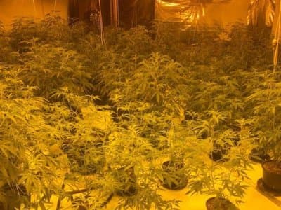 Italian tourist argues he was “trapped” by COVID when faced with life sentence or $1 million fine for cannabis