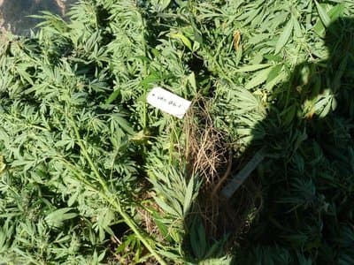 Italian tourist handed prison sentence for role as a gardener in large-scale cannabis operation
