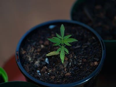 Melbourne pop star Jess Makaveli avoids jail for home cannabis crop