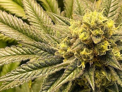 Neurotech International (ASX: NTI) finds cannabis strain can improve the efficacy of Prednisone