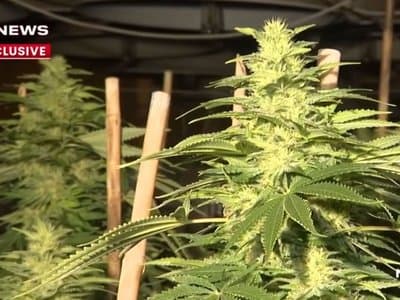 New South Wales police seize $3 million in cannabis from Bankstown warehouse