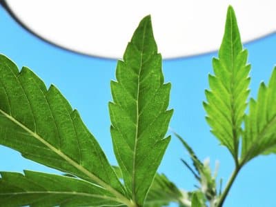 New study finds whole-plant cannabis can reduce seizures in children by 86%