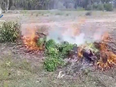 NSW police discover $6 million cannabis grow operation after it catches fire