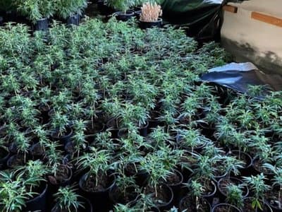 NSW police discover nearly $16 million in cannabis after grow house catches fire