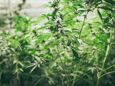 NSW police find 182 cannabis plants in Currans Hill home