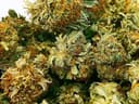 NSW police nab $150k+ in cannabis plants and flower in Tuggerah