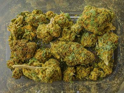 NSW police seize 156 cannabis plants from Mittagong grow house