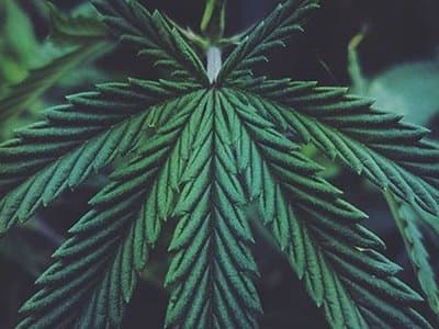 NSW police seize $2 million in cannabis from two homes in Seven Hills
