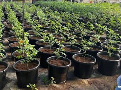 NSW police seize $4.4 million in cannabis in Douglas park