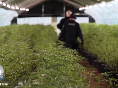 NSW police set national record and seize nearly $67 million in cannabis
