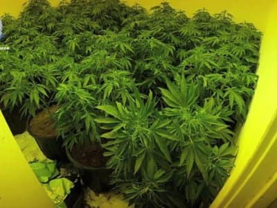 NSW police uncover a secret cannabis garden in a family home