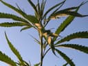 NT might be the best place in Australia to grow hemp