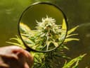 NT police allegedly seize 18.5kg of cannabis after driver fails roadside drug test