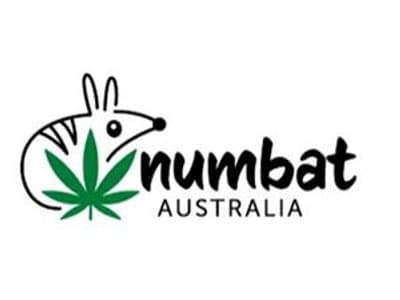 Numbat Australia