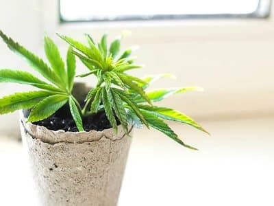 "Only a matter of time" until WA legalises cannabis, says MP Sophia Moermond