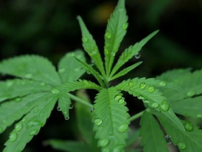 Pensioner fined for growing 49 cannabis plants to use as seizure medication