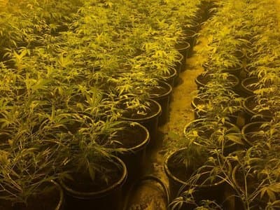 Police crackdowns aren’t stopping cannabis use from increasing in South Australia
