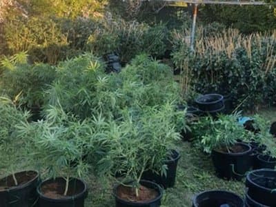 Police in NSW and South Australia carry out major cannabis busts with a combined haul of over $1.56 million
