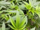 Queensland police nab $11 million of cannabis after uncovering "extensive" cannabis operation