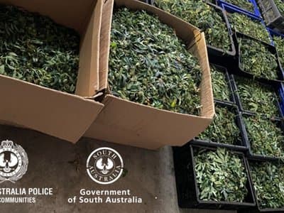 SA police raid major cannabis operation in Brompton