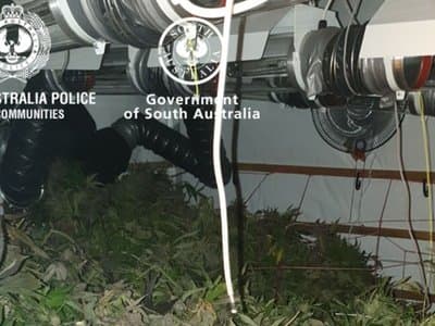 SA police seize 12 cannabis plants from Myponga home