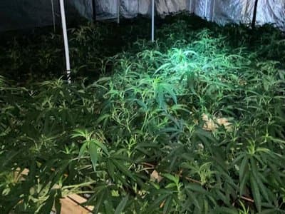 SA police uncover hidden cannabis crop behind "secret underground door"